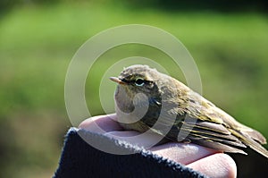 A bird (phylloscopus collybita)