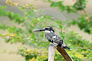 Bird (Pied kingfisher ) , Thailand