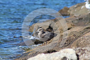 Bird on the pier at Falmouth beach