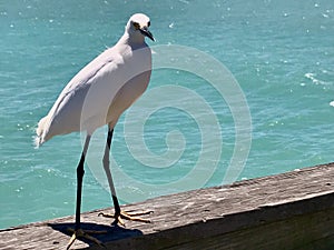 Bird on pier of Sharky\'s Beach Venice Florida United States