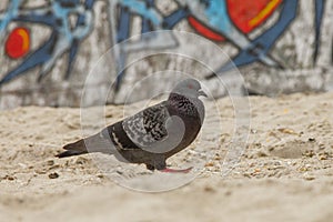 bird pigeon animals
