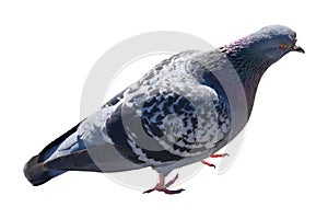 bird pigeon isolated on white background