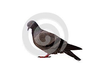 Bird pigeon isolated on white background wild feral green blue