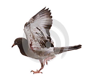 Bird pigeon isolated on white background wild feral green blue