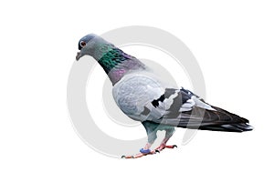 bird pigeon isolated on white background wild feral green blue bar
