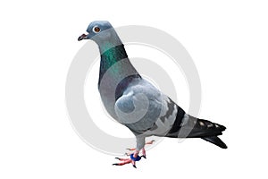 bird pigeon isolated on white background wild feral green blue