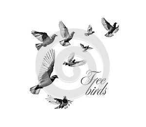 Gray doves are flying. Logo Free birds. Vector illustration