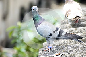 bird pigeon sitting standing on roof green blue bar racer