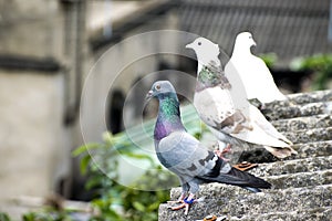 bird pigeon sitting standing on roof green blue bar racer homing