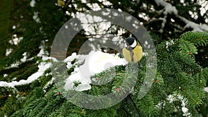 Bird on pine tree winter great tit parus major 4k