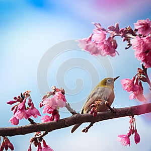 Bird and pink cherry blossom