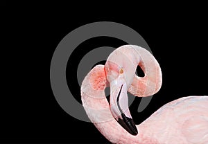 Bird pink flamingos gracefully curved head and neck on a black i