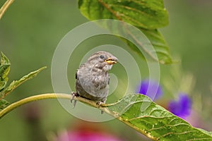 Bird on a plant in a garden