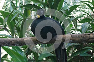 Black-fronted Piping Guan or Jacutinga photo
