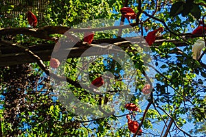 Scarlet Ibis at Parque das Aves photo