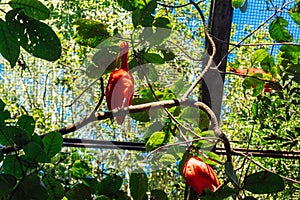 Scarlet Ibis at Parque das Aves photo