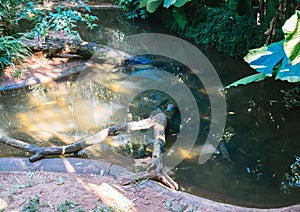 Water pond in Parque Das Aves photo