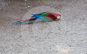 Scarlet Macaw eating from the ground photo