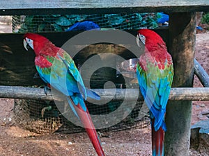 Scarlet Macaws sitting on perch photo