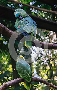 Blue and Gold Macaws sitting