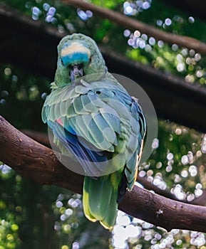 Blue and Gold Macaw sitting