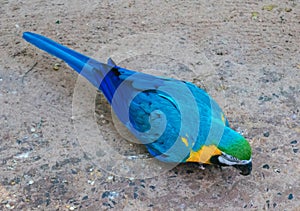 Blue and Gold Macaws sitting