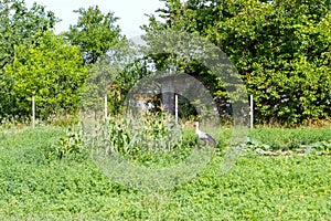 A bird among the plants.