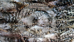 Bird plumage background close-up, natural pattern