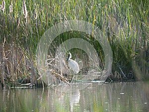 Bird with plume of feathers on the head, ivars, lerida, spain, europe