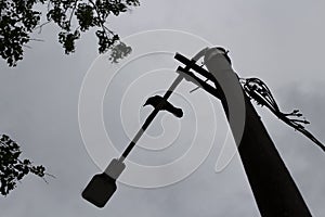 Bird on pole. Silhouette of bird sitting on crossbar. Raven lurked