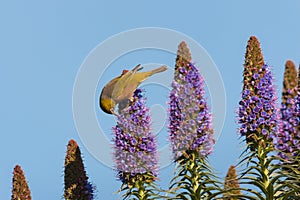 Bird pollinating Pride of Madeira flowers