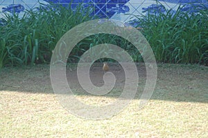 Bird popularly known as Suiriri-cavaleiro - Machetornis rixosa