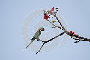 Bird:Portrait of a Alexandrine Parakeet Perched on Branch of a Tree