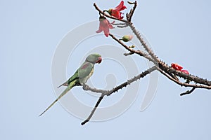 Bird:Portrait of a Alexandrine Parakeet Perched on Branch of a Tree