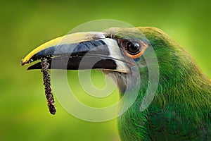Bird portrait, close-up bill of toucan with food. Toucanet, Aulacorhynchus prasinus, green toucan in the nature habitat, Colombia
