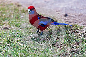 Bird portrait of Crimson Rosella