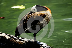 Bird portrait of Dendrocygna viduata resting on a tree branch next to pond