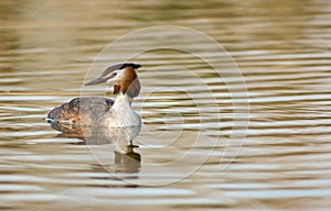 Bird portrait great crested grebe