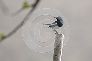 Bird: Portrait of Male a Oriental Magpie Robin Perched on a Branch of a Tree and Singing