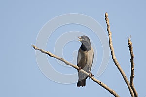 Bird: Portrait of a Male Rosy Starling Perched on a Tree Branch