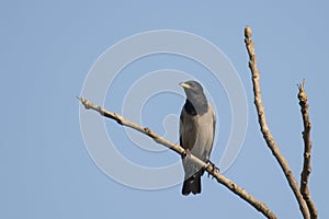 Bird: Portrait of a Male Rosy Starling Perched on a Tree Branch