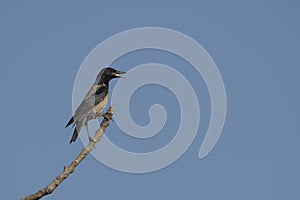 Bird: Portrait of a Male Rosy Starling Perched on a Tree Branch