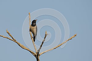 Bird: Portrait of a Male Rosy Starling Perched on a Tree Branch