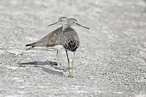 Bird:Portrait of Pair of Sandpipers