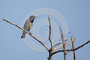 Bird: Portrait of a Singing Male Rosy Starling Perched on a Tree Branch