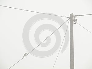 A bird on a power pole