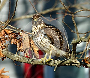 Bird of pray - Hawk