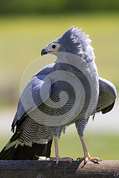 Bird of prey. African harrier hawk standing. Magnificent nature