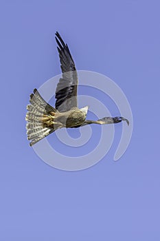 Bird of prey agility in flight