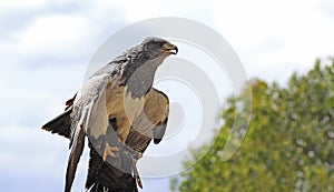 Bird of prey Aguja sitting on a falconer glove